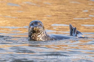 Pacific harbor seal on wet sandy beach, La Jolla, California