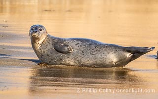 Pacific harbor seal on wet sandy beach, La Jolla, California