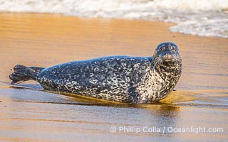 Pacific harbor seal on wet sandy beach, La Jolla, California