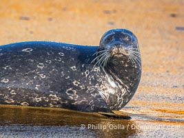 Pacific harbor seal on wet sandy beach, La Jolla, California