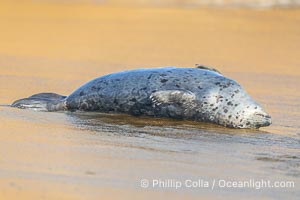 Pacific harbor seal on wet sandy beach, La Jolla, California