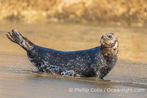 Pacific harbor seal on wet sandy beach, La Jolla, California