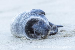 Pacific Harbor Seal Young Newborn Pup, on the beach at the Children's Pool in La Jolla, Phoca vitulina richardsi