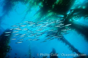 Jack mackerel schooling amid kelp forest, Macrocystis pyrifera, Trachurus symmetricus, San Clemente Island