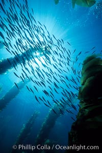 Jack mackerel schooling in kelp, Macrocystis pyrifera, Trachurus symmetricus, San Clemente Island