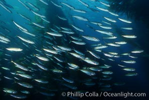 Jack mackerel schooling in kelp, Macrocystis pyrifera, Trachurus symmetricus, San Clemente Island