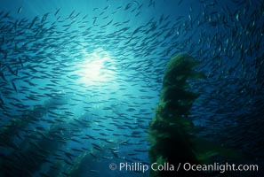 Jack mackerel and kelp, Macrocystis pyrifera, Trachurus symmetricus, San Clemente Island