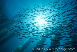 Jack mackerel and kelp, Macrocystis pyrifera, Trachurus symmetricus, San Clemente Island