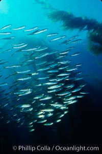 Jack mackerel and kelp, Macrocystis pyrifera, Trachurus symmetricus, San Clemente Island