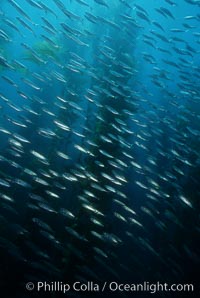 Jack mackerel schooling amid kelp forest, Macrocystis pyrifera, Trachurus symmetricus, San Clemente Island