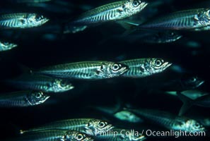 Jack mackerel schooling, Trachurus symmetricus, San Clemente Island