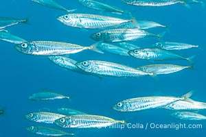 Pacific jack mackerel, Trachurus symmetricus, Catalina Island, Trachurus symmetricus