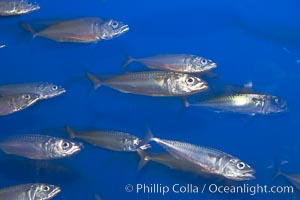 Pacific mackerel.  Long exposure shows motion as blur.  Mackerel are some of the fastest fishes in the ocean, with smooth streamlined torpedo-shaped bodies, they can swim hundreds of miles in a year, Scomber japonicus