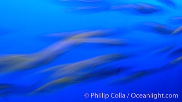 Pacific mackerel, long exposure show motion as a blur.  Mackerel are some of the fastest fishes in the ocean, with smooth streamlined torpedo-shaped bodies, they can swim hundreds of miles in a year, Scomber japonicus