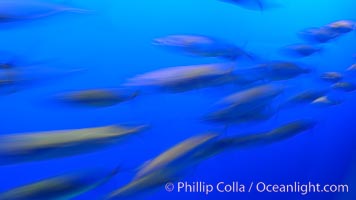 Pacific mackerel, long exposure show motion as a blur.  Mackerel are some of the fastest fishes in the ocean, with smooth streamlined torpedo-shaped bodies, they can swim hundreds of miles in a year, Scomber japonicus