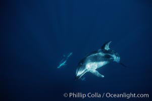 Pacific white sided dolphin, Lagenorhynchus obliquidens, San Diego, California