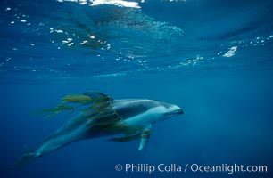 Pacific white sided dolphin, Kelp carry, Lagenorhynchus obliquidens, San Diego, California