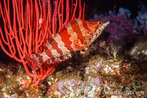 Painted greenling and red gorgonian, Monterey Bay NMS, Leptogorgia chilensis, Lophogorgia chilensis, Oxylebius pictus