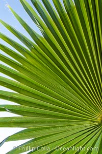 Palm tree fans, leaf, leaves, detail