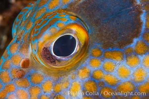 Panama Graysby Eye Detail, Epinephelus panamensis, Sea of Cortez, Isla Cayo, Baja California, Mexico