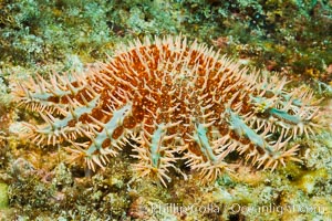 Panamic crown of thorns sea star, Acanthaster ellisii, Sea of Cortez