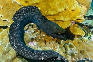 Panamic Green Moral Eel, Gymnothorax castaneus, Clipperton Island, Gymnothorax castaneus