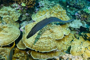 Panamic Green Moral Eel, Gymnothorax castaneus, Clipperton Island, Gymnothorax castaneus