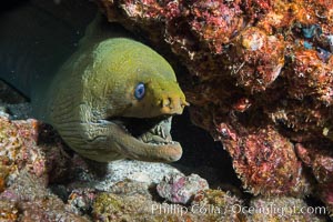 Panamic Green Moray Eel, Gymnothorax castaneus, Punta Alta, Baja California, Mexico