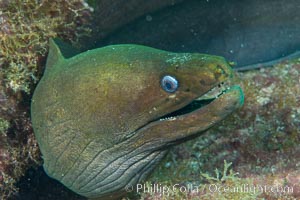 Panamic Green Moray Eel, Sea of Cortez, Baja California, Mexico, Isla San Diego