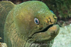 Panamic Green Moray Eel, Sea of Cortez, Baja California, Mexico, Isla San Diego