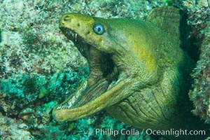 Panamic Green Moray Eel, Sea of Cortez, Baja California, Mexico, Isla San Francisquito