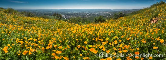 Panorama of California Poppies, Rancho La Costa, Carlsbad, Eschscholzia californica
