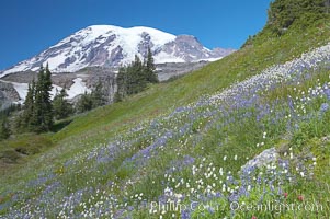 Mount Rainier rises above fields of wildflowers in Paradise Meadows, summer, Mount Rainier National Park, Washington