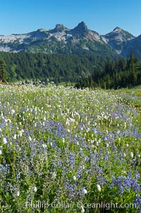 Paradise Meadows, wildflowers and Tatoosh Range, summer, Mount Rainier National Park, Washington
