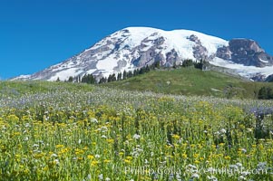 Mount Rainier rises above fields of wildflowers in Paradise Meadows, summer, Mount Rainier National Park, Washington