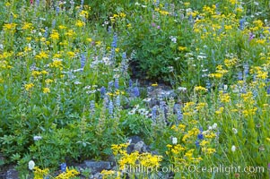 Paradise Park hosts a rich display of wildflowers each summer, Paradise Meadows, Mount Rainier National Park, Washington