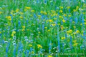 Paradise Park hosts a rich display of wildflowers each summer, Paradise Meadows, Mount Rainier National Park, Washington