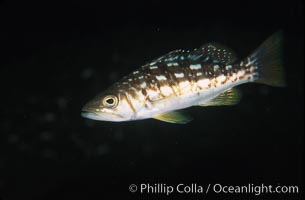 Juvenile kelp bass (calico bass), Paralabrax clathratus, San Clemente Island