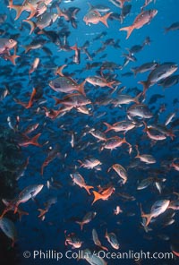 Pacific creolefish, Paranthias colonus, Cousins