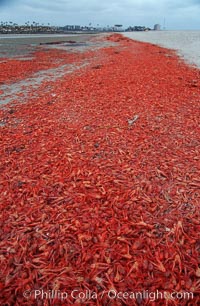 Pelagic red tuna crabs, washed ashore to form dense piles on the beach, Pleuroncodes planipes, Ocean Beach, California