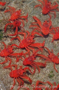 Qs red pelagic crabs…