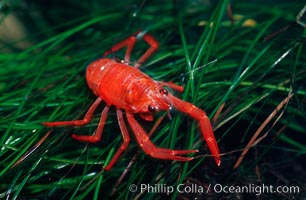 Qs red pelagic crabs…