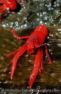 Pelagic red tuna crabs, washed ashore in tidepool, Pleuroncodes planipes, Ocean Beach, California