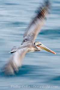 Brown pelican in flight.  The wingspan of the brown pelican is over 7 feet wide. Long exposure shows motion as a blur. The California race of the brown pelican holds endangered species status.  In winter months, breeding adults assume a dramatic plumage with dark brown hindneck and bright red gular throat pouch, Pelecanus occidentalis, Pelecanus occidentalis californicus, La Jolla