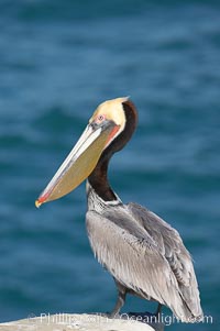 Brown pelican.  This large seabird has a wingspan over 7 feet wide. The California race of the brown pelican holds endangered species status, due largely to predation in the early 1900s and to decades of poor reproduction caused by DDT poisoning.  In winter months, breeding adults assume a dramatic plumage with brown neck, yellow and white head and bright red gular throat pouch, Pelecanus occidentalis, Pelecanus occidentalis californicus, La Jolla