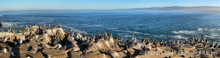 Colony of Pelicans resting at sunrise on La Jolla Cliffs. Rough iPhone panorama, Pelecanus occidentalis, Pelecanus occidentalis californicus