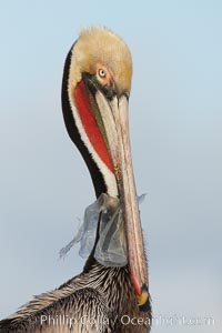 A California brown pelican entangled in a plastic bag which is wrapped around its neck.  This unfortunate pelican probably became entangled in the bag by mistaking the floating plastic for food and diving on it, spearing it in such a way that the bag has lodged around the pelican's neck.  Plastic bags kill and injure untold numbers of marine animals each year, Pelecanus occidentalis, Pelecanus occidentalis californicus, La Jolla