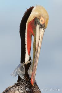 A California brown pelican entangled in a plastic bag which is wrapped around its neck.  This unfortunate pelican probably became entangled in the bag by mistaking the floating plastic for food and diving on it, spearing it in such a way that the bag has lodged around the pelican's neck.  Plastic bags kill and injure untold numbers of marine animals each year, Pelecanus occidentalis, Pelecanus occidentalis californicus, La Jolla