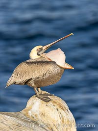 Brown pelican glottis exposure. This pelican is inverting its throat and stretching it over its neck and chest in an effort to stretch and rearrange tissues of the mouth and throat, Pelecanus occidentalis, Pelecanus occidentalis californicus, La Jolla, California