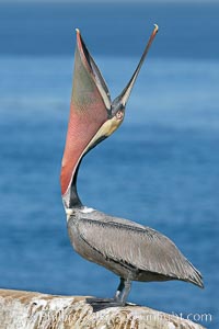 Brown pelican head throw, winter plumage, showing bright red gular pouch and dark brown hindneck plumage of breeding adults.  During a bill throw, the pelican arches its neck back, lifting its large bill upward and stretching its throat pouch, Pelecanus occidentalis, Pelecanus occidentalis californicus, La Jolla, California